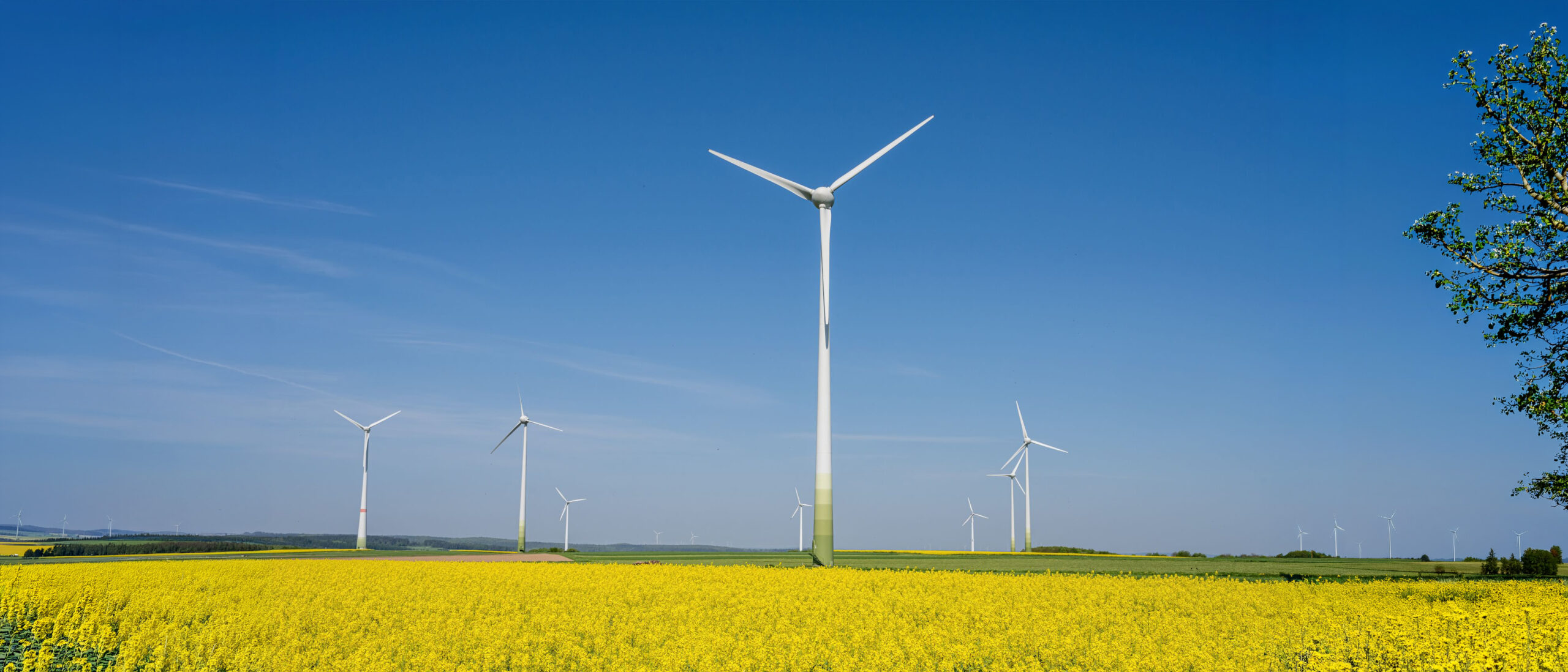 Viele Windkraftanlagen stehen auf Feldern, gelbe Rapsfelder, grüner Acker, blauer Himmel.